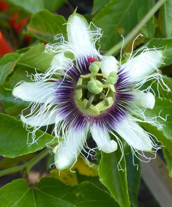 Purple Possum Passionflower Live Plant - Edible Fruit Vine, 4-6" Tall, Rooted in Soil Purple Possum Passionflower Live Plant - Edible Fruit Vine, 4-6" Tall, Rooted in Soil - Image 3