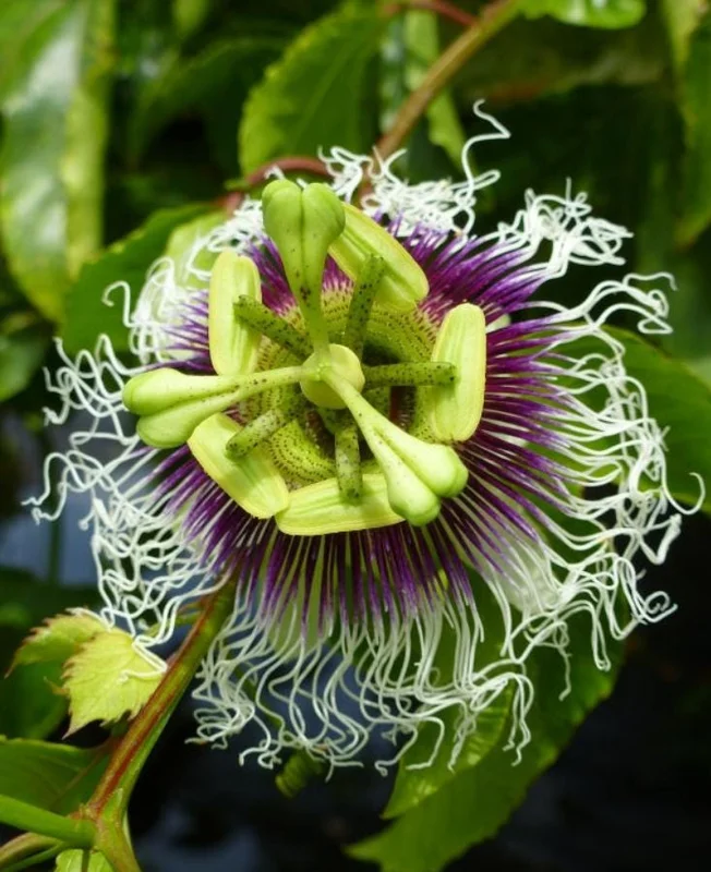 Purple Possum Passionflower Live Plant - Edible Fruit Vine, 4-6" Tall, Rooted in Soil Purple Possum Passionflower Live Plant - Edible Fruit Vine, 4-6" Tall, Rooted in Soil - Image 4