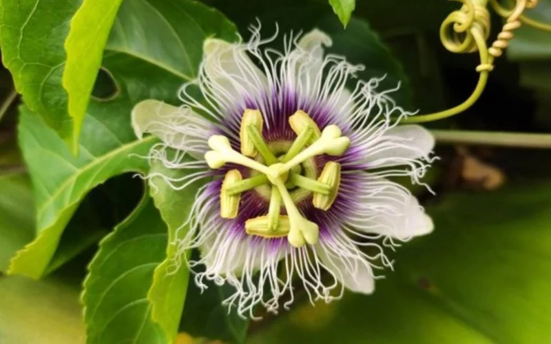 Purple Possum Passionflower Live Plant - Edible Fruit Vine, 4-6" Tall, Rooted in Soil Purple Possum Passionflower Live Plant - Edible Fruit Vine, 4-6" Tall, Rooted in Soil - Image 5