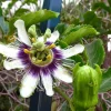 Purple Possum Passionflower Live Plant - Edible Fruit Vine, 4-6" Tall, Rooted in Soil - Image 1