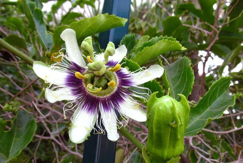 Purple Possum Passionflower Live Plant - Edible Fruit Vine, 4-6" Tall, Rooted in Soil Purple Possum Passionflower Live Plant - Edible Fruit Vine, 4-6" Tall, Rooted in Soil - Image 1