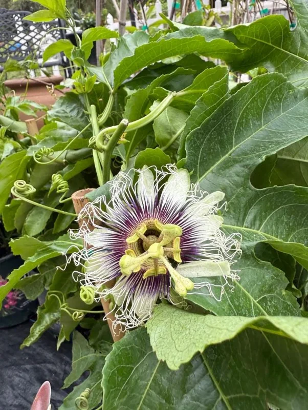 Purple Possum Passionflower Live Plant - Edible Fruit Vine, 4-6" Tall, Rooted in Soil Purple Possum Passionflower Live Plant - Edible Fruit Vine, 4-6" Tall, Rooted in Soil - Image 6