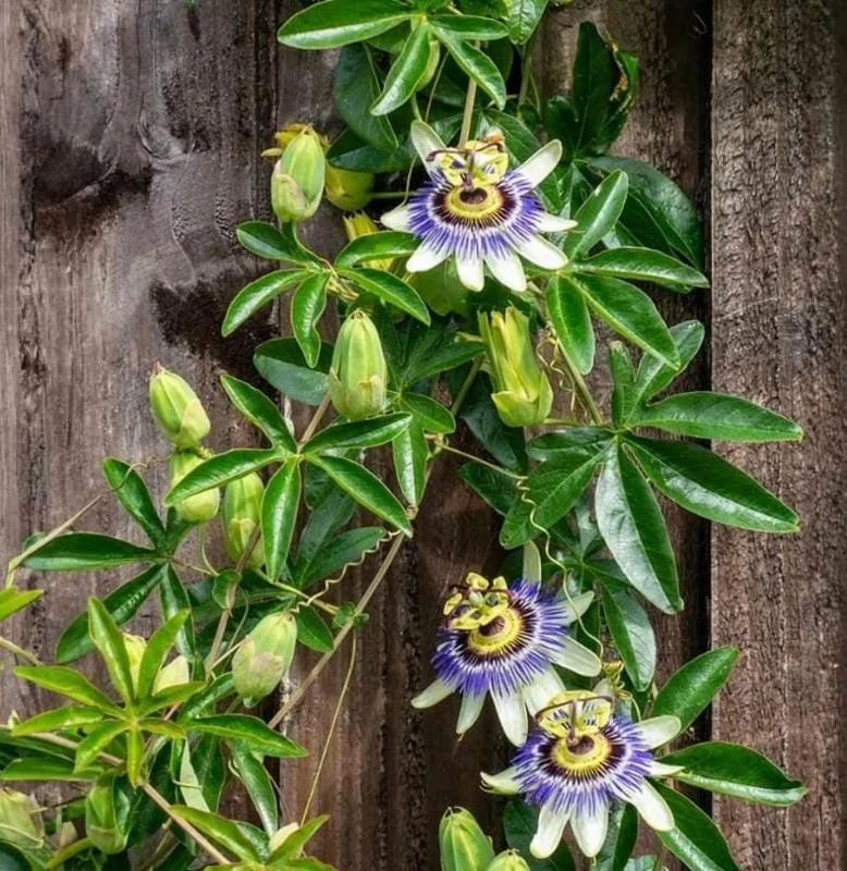Purple Possum Passionflower Live Plant - Edible Fruit Vine, 4-6" Tall, Rooted in Soil Purple Possum Passionflower Live Plant - Edible Fruit Vine, 4-6" Tall, Rooted in Soil - Image 7