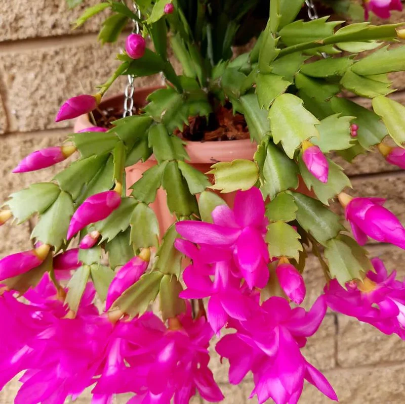 Purple Schlumbergera Live Plants - Holiday Cactus, 2 Small Plants in 3 Inch Pot, Indoor/Outdoor Purple Schlumbergera Live Plants - Holiday Cactus, 2 Small Plants in 3 Inch Pot, Indoor/Outdoor - Image 2