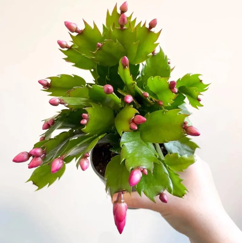Purple Schlumbergera Live Plants - Holiday Cactus, 2 Small Plants in 3 Inch Pot, Indoor/Outdoor Purple Schlumbergera Live Plants - Holiday Cactus, 2 Small Plants in 3 Inch Pot, Indoor/Outdoor - Image 3