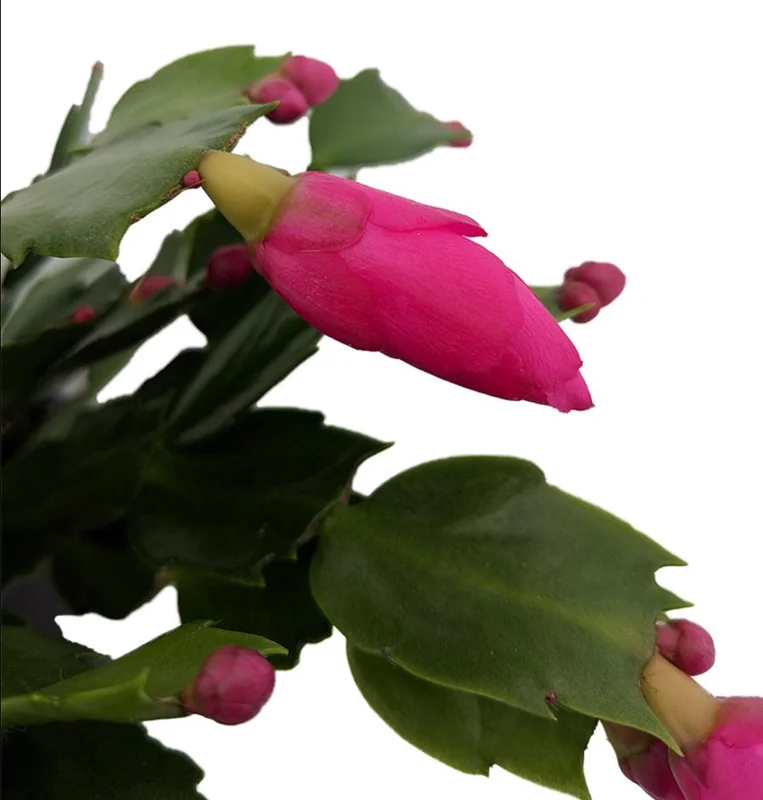 Purple Schlumbergera Live Plants - Holiday Cactus, 2 Small Plants in 3 Inch Pot, Indoor/Outdoor Purple Schlumbergera Live Plants - Holiday Cactus, 2 Small Plants in 3 Inch Pot, Indoor/Outdoor - Image 5