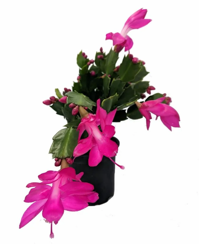 Purple Schlumbergera Live Plants - Holiday Cactus, 2 Small Plants in 3 Inch Pot, Indoor/Outdoor Purple Schlumbergera Live Plants - Holiday Cactus, 2 Small Plants in 3 Inch Pot, Indoor/Outdoor - Image 6