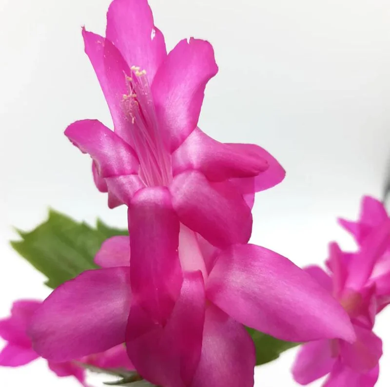 Purple Schlumbergera Live Plants - Holiday Cactus, 2 Small Plants in 3 Inch Pot, Indoor/Outdoor Purple Schlumbergera Live Plants - Holiday Cactus, 2 Small Plants in 3 Inch Pot, Indoor/Outdoor - Image 7
