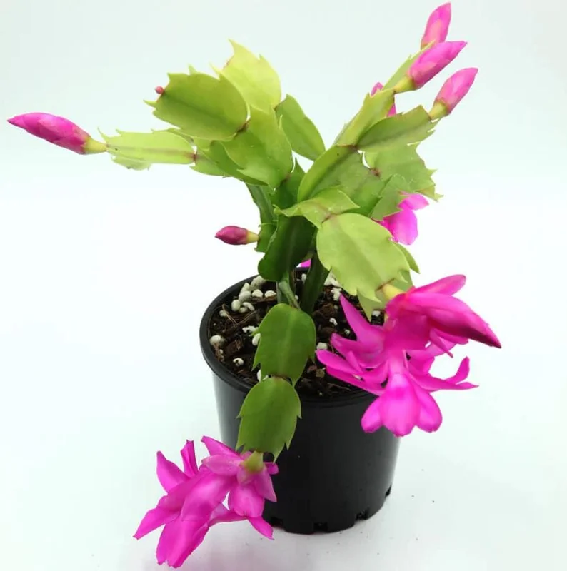 Purple Schlumbergera Live Plants - Holiday Cactus, 2 Small Plants in 3 Inch Pot, Indoor/Outdoor Purple Schlumbergera Live Plants - Holiday Cactus, 2 Small Plants in 3 Inch Pot, Indoor/Outdoor - Image 8