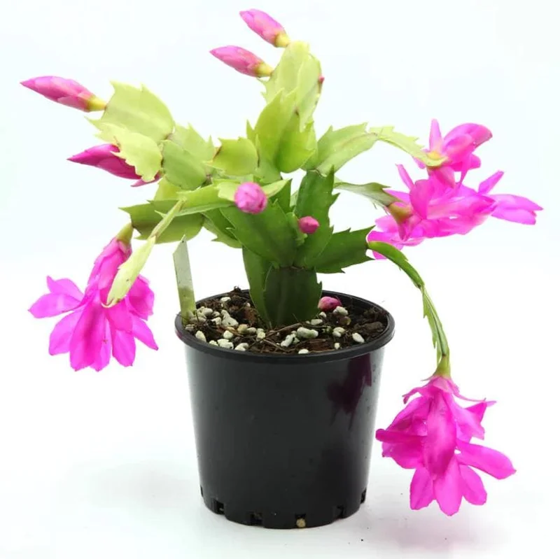 Purple Schlumbergera Live Plants - Holiday Cactus, 2 Small Plants in 3 Inch Pot, Indoor/Outdoor Purple Schlumbergera Live Plants - Holiday Cactus, 2 Small Plants in 3 Inch Pot, Indoor/Outdoor - Image 9