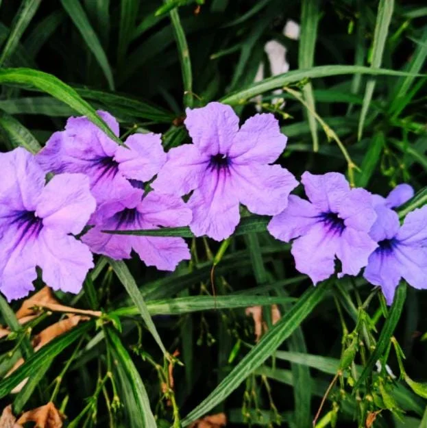 Purple Showers Ruellia Live Plants - Pack of 2, 4-9 Inch, Outdoor Perennial Purple Showers Ruellia Live Plants - Pack of 2, 4-9 Inch, Outdoor Perennial - Image 10