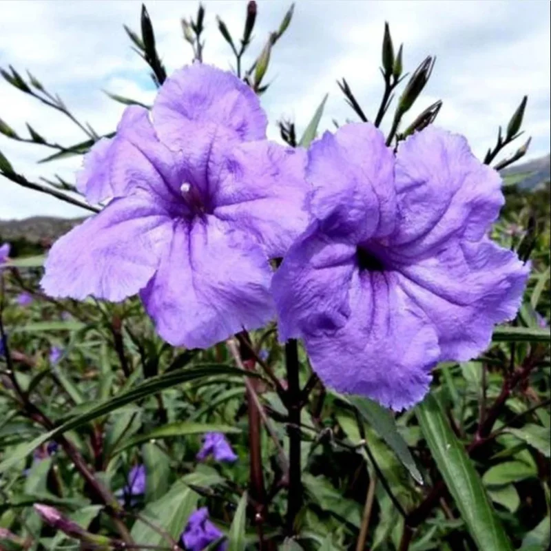 Purple Showers Ruellia Live Plants - Pack of 2, 4-9 Inch, Outdoor Perennial Purple Showers Ruellia Live Plants - Pack of 2, 4-9 Inch, Outdoor Perennial - Image 2