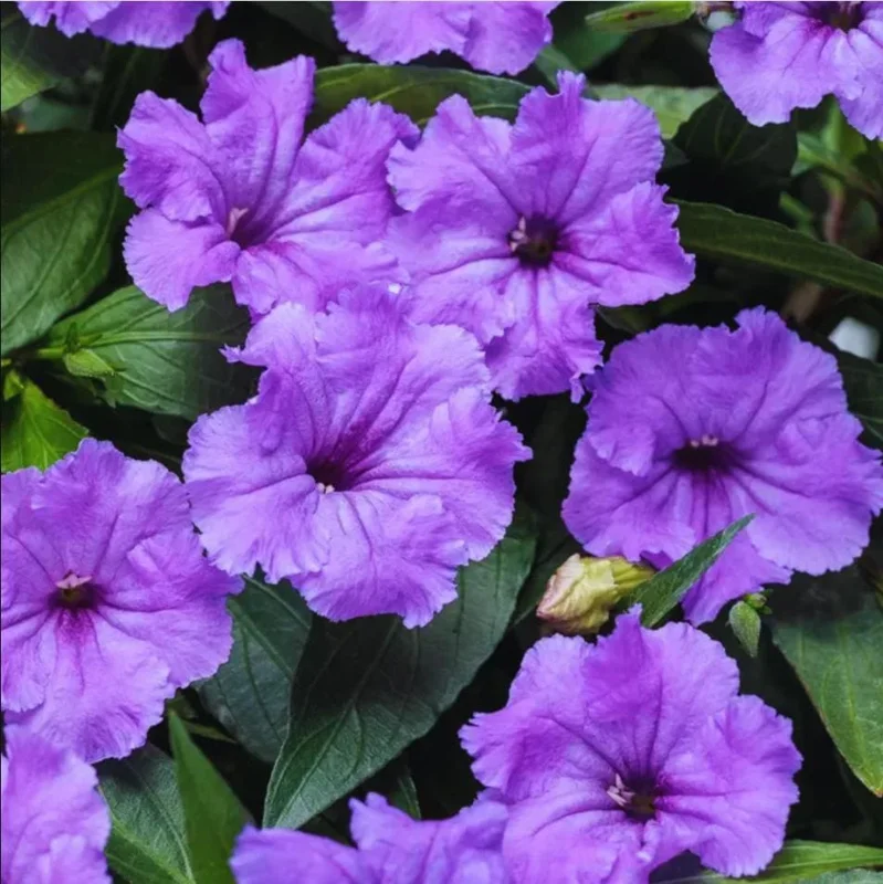 Purple Showers Ruellia Live Plants - Pack of 2, 4-9 Inch, Outdoor Perennial Purple Showers Ruellia Live Plants - Pack of 2, 4-9 Inch, Outdoor Perennial - Image 1