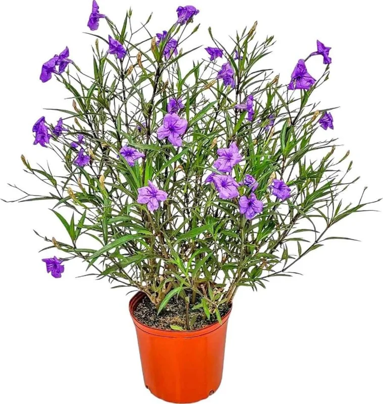 Purple Showers Ruellia Live Plants - Pack of 2, 4-9 Inch, Outdoor Perennial Purple Showers Ruellia Live Plants - Pack of 2, 4-9 Inch, Outdoor Perennial - Image 6