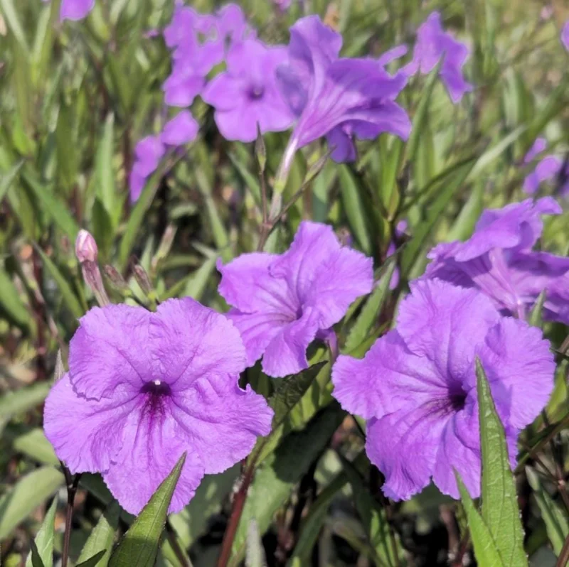 Purple Showers Ruellia Live Plants - Pack of 2, 4-9 Inch, Outdoor Perennial Purple Showers Ruellia Live Plants - Pack of 2, 4-9 Inch, Outdoor Perennial - Image 7