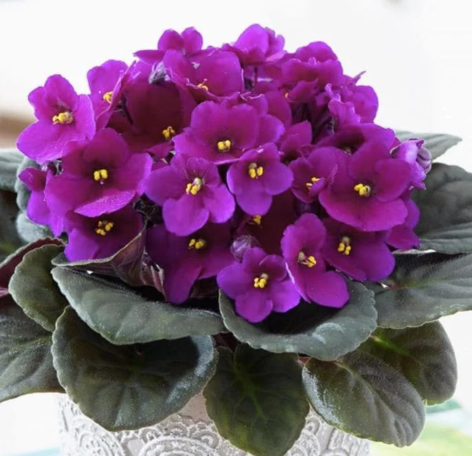 Purple Violet Live Plant – Blooming Houseplant – 3-5 Inch Tall in 4-inch Pot – Indoor Purple Violet Live Plant – Blooming Houseplant – 3-5 Inch Tall in 4-inch Pot – Indoor - Image 2