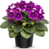 Purple Violet Live Plant – Blooming Houseplant – 3-5 Inch Tall in 4-inch Pot – Indoor Purple Violet Live Plant – Blooming Houseplant – 3-5 Inch Tall in 4-inch Pot – Indoor - Image 1