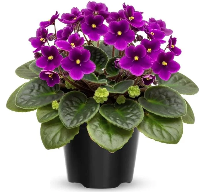 Purple Violet Live Plant – Blooming Houseplant – 3-5 Inch Tall in 4-inch Pot – Indoor Purple Violet Live Plant – Blooming Houseplant – 3-5 Inch Tall in 4-inch Pot – Indoor - Image 1