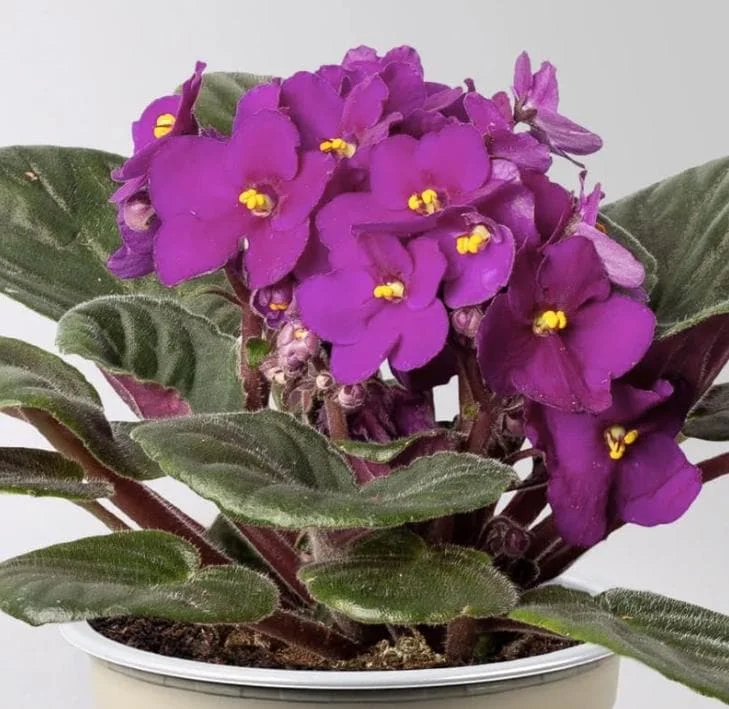 Purple Violet Live Plant – Blooming Houseplant – 3-5 Inch Tall in 4-inch Pot – Indoor Purple Violet Live Plant – Blooming Houseplant – 3-5 Inch Tall in 4-inch Pot – Indoor - Image 3