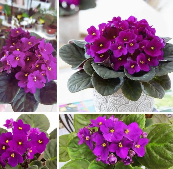 Purple Violet Live Plant – Blooming Houseplant – 3-5 Inch Tall in 4-inch Pot – Indoor Purple Violet Live Plant – Blooming Houseplant – 3-5 Inch Tall in 4-inch Pot – Indoor - Image 4