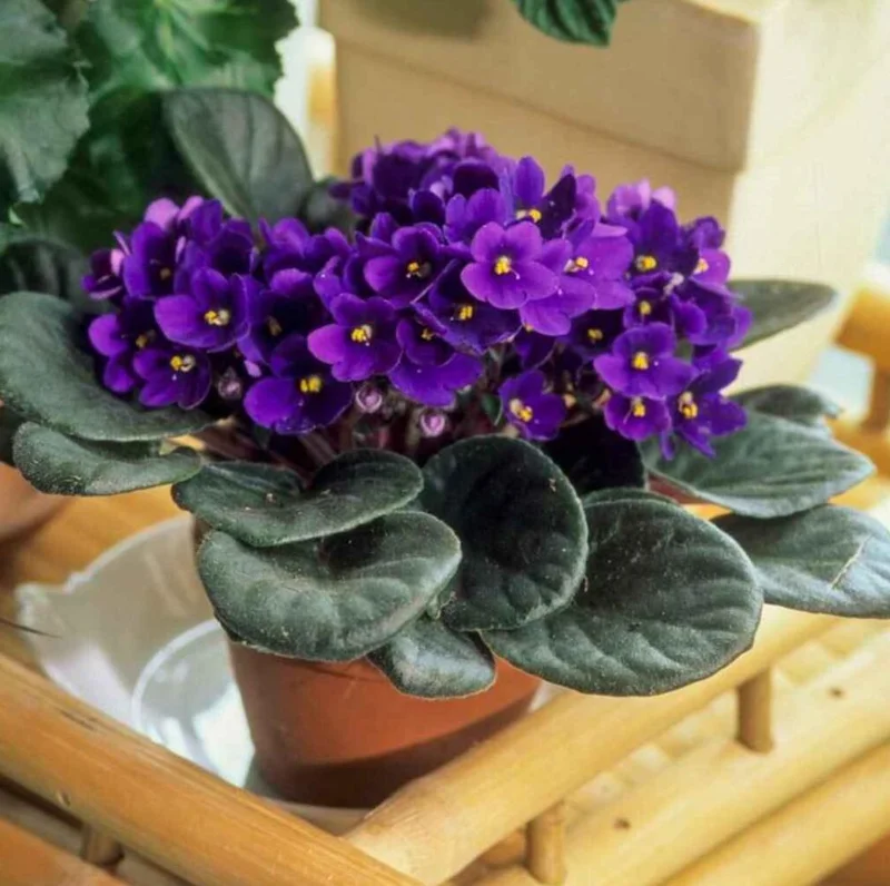 Purple Violet Live Plant – Blooming Houseplant – 3-5 Inch Tall in 4-inch Pot – Indoor Purple Violet Live Plant – Blooming Houseplant – 3-5 Inch Tall in 4-inch Pot – Indoor - Image 5
