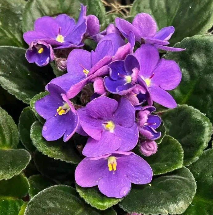 Purple Violet Live Plant – Blooming Houseplant – 3-5 Inch Tall in 4-inch Pot – Indoor Purple Violet Live Plant – Blooming Houseplant – 3-5 Inch Tall in 4-inch Pot – Indoor - Image 6