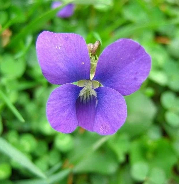 Purple Violet Live Plant – Blooming Houseplant – 3-5 Inch Tall in 4-inch Pot – Indoor Purple Violet Live Plant – Blooming Houseplant – 3-5 Inch Tall in 4-inch Pot – Indoor - Image 7