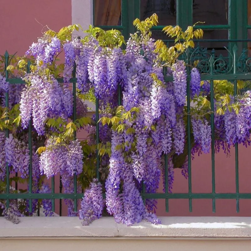 Purple Wisteria Live Plant – 6-12" Tall, 3" Pot – Wisteria Sinensis – Outdoor Vine Purple Wisteria Live Plant – 6-12" Tall, 3" Pot – Wisteria Sinensis – Outdoor Vine - Image 2