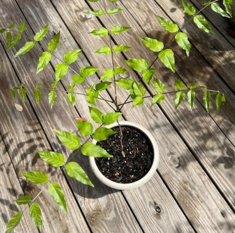 Purple Wisteria Live Plant – 6-12" Tall, 3" Pot – Wisteria Sinensis – Outdoor Vine Purple Wisteria Live Plant – 6-12" Tall, 3" Pot – Wisteria Sinensis – Outdoor Vine - Image 5