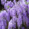 Purple Wisteria Live Plant – 6-12" Tall, 3" Pot – Wisteria Sinensis – Outdoor Vine - Image 1