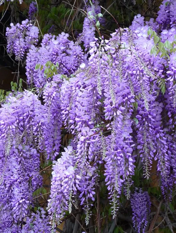 Purple Wisteria Live Plant – 6-12" Tall, 3" Pot – Wisteria Sinensis – Outdoor Vine Purple Wisteria Live Plant – 6-12" Tall, 3" Pot – Wisteria Sinensis – Outdoor Vine - Image 1