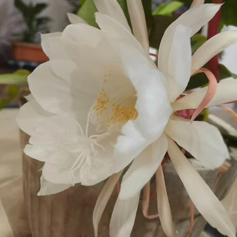 Queen Night Cactus Live Plant - Night Blooming Epiphyllum 4 Inch Pot (Set of 5) Queen Night Cactus Live Plant - Night Blooming Epiphyllum 4 Inch Pot (Set of 5) - Image 2