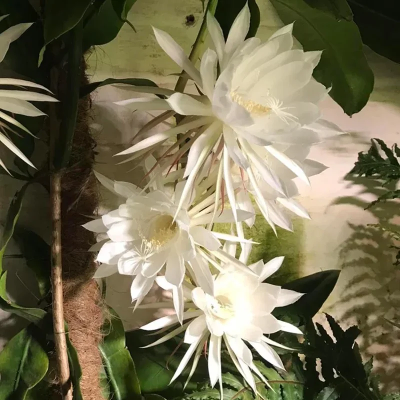 Queen Night Cactus Live Plant - Night Blooming Epiphyllum 4 Inch Pot (Set of 5) Queen Night Cactus Live Plant - Night Blooming Epiphyllum 4 Inch Pot (Set of 5) - Image 3