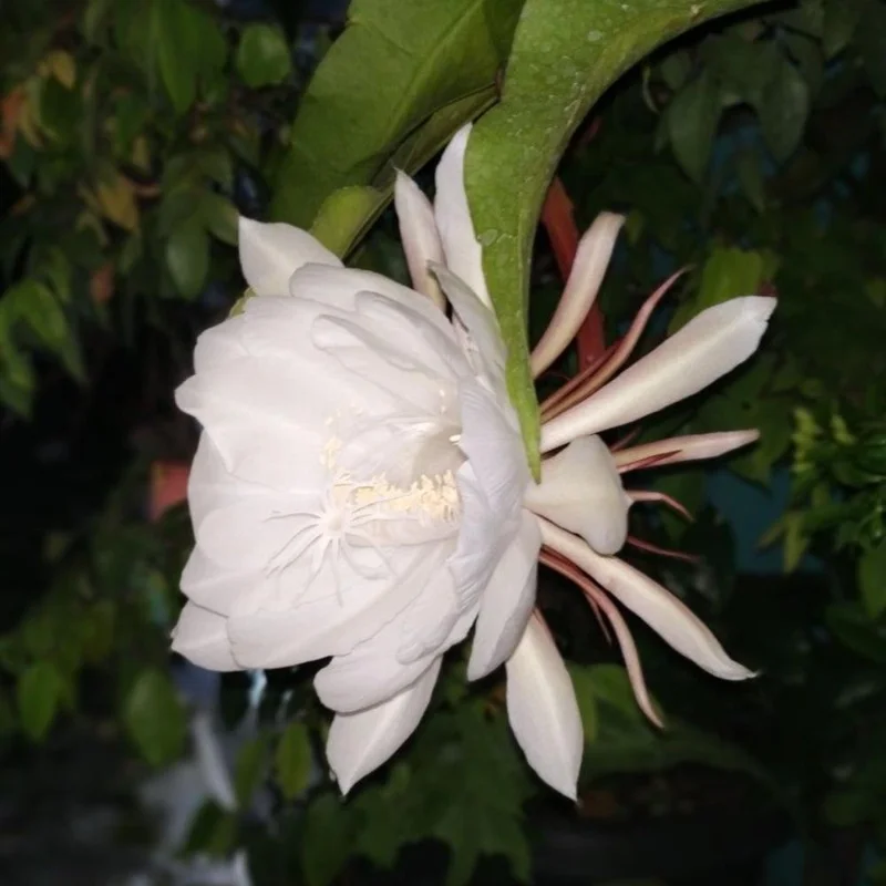 Queen Night Cactus Live Plant - Night Blooming Epiphyllum 4 Inch Pot (Set of 5) Queen Night Cactus Live Plant - Night Blooming Epiphyllum 4 Inch Pot (Set of 5) - Image 4