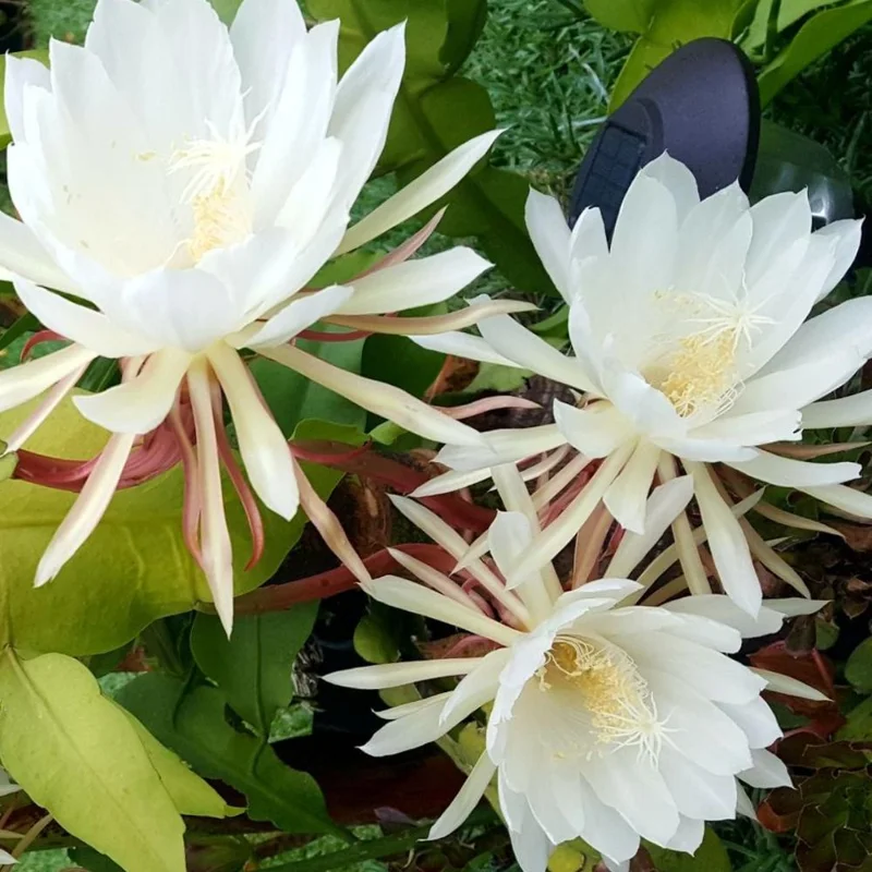 Queen Night Cactus Live Plant - Night Blooming Epiphyllum 4 Inch Pot (Set of 5) Queen Night Cactus Live Plant - Night Blooming Epiphyllum 4 Inch Pot (Set of 5) - Image 1