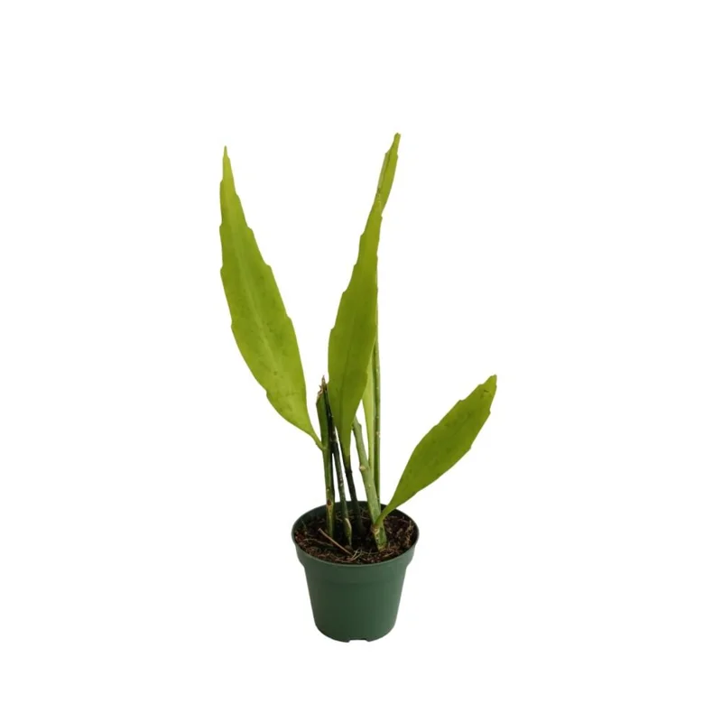 Queen Night Cactus Live Plant - Night Blooming Epiphyllum 4 Inch Pot (Set of 5) Queen Night Cactus Live Plant - Night Blooming Epiphyllum 4 Inch Pot (Set of 5) - Image 5