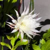 Queen of the Night Cactus Live Plant, Epiphyllum Oxypetalum, 4 Inch Pot Queen of the Night Cactus Live Plant, Epiphyllum Oxypetalum, 4 Inch Pot - Image 1