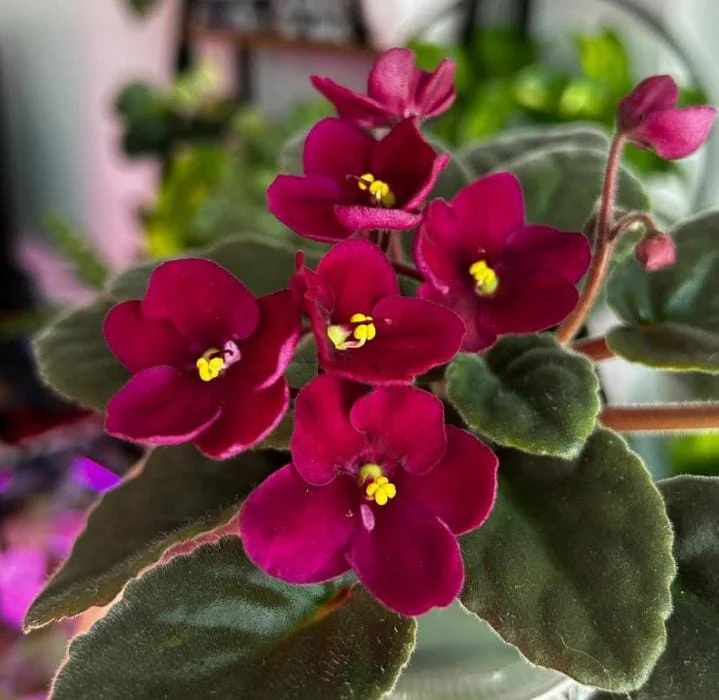 Red African Violet Live Plant – 3-5 Inch Tall Potted Houseplant, Blooming Indoor Red African Violet Live Plant – 3-5 Inch Tall Potted Houseplant, Blooming Indoor - Image 2