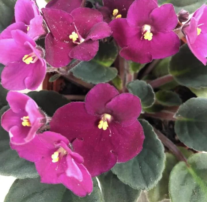 Red African Violet Live Plant – 3-5 Inch Tall Potted Houseplant, Blooming Indoor Red African Violet Live Plant – 3-5 Inch Tall Potted Houseplant, Blooming Indoor - Image 3