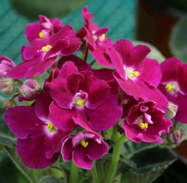 Red African Violet Live Plant – 3-5 Inch Tall Potted Houseplant, Blooming Indoor Red African Violet Live Plant – 3-5 Inch Tall Potted Houseplant, Blooming Indoor - Image 4