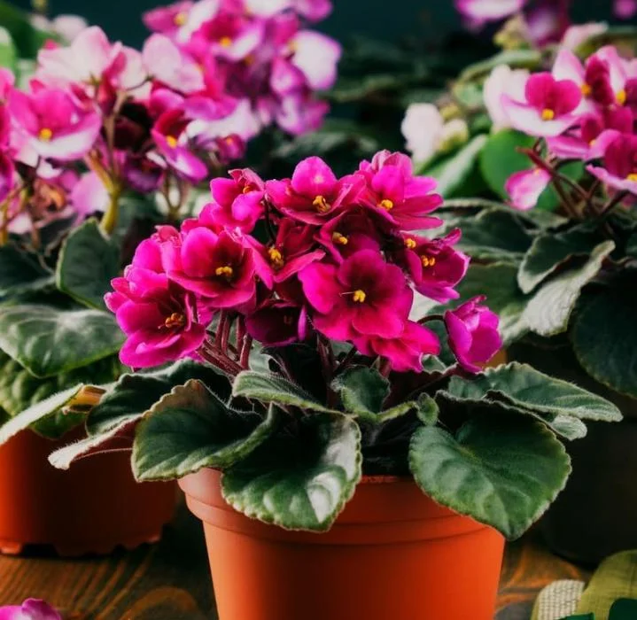 Red African Violet Live Plant – 3-5 Inch Tall Potted Houseplant, Blooming Indoor Red African Violet Live Plant – 3-5 Inch Tall Potted Houseplant, Blooming Indoor - Image 5