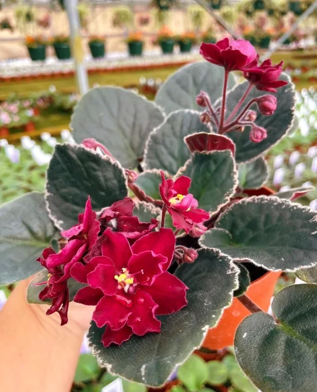 Red African Violet Live Plant – 3-5 Inch Tall Potted Houseplant, Blooming Indoor Red African Violet Live Plant – 3-5 Inch Tall Potted Houseplant, Blooming Indoor - Image 6