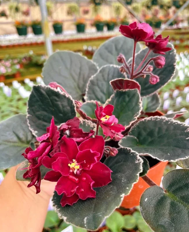 Red African Violet Live Plant – 3-5 Inch Tall Potted Houseplant, Blooming Indoor Red African Violet Live Plant – 3-5 Inch Tall Potted Houseplant, Blooming Indoor - Image 7