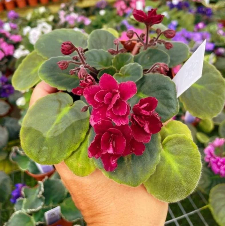 Red African Violet Live Plant – 3-5 Inch Tall Potted Houseplant, Blooming Indoor Red African Violet Live Plant – 3-5 Inch Tall Potted Houseplant, Blooming Indoor - Image 8