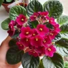 Red African Violet Live Plant – 3-5 Inch Tall Potted Houseplant, Blooming Indoor - Image 1