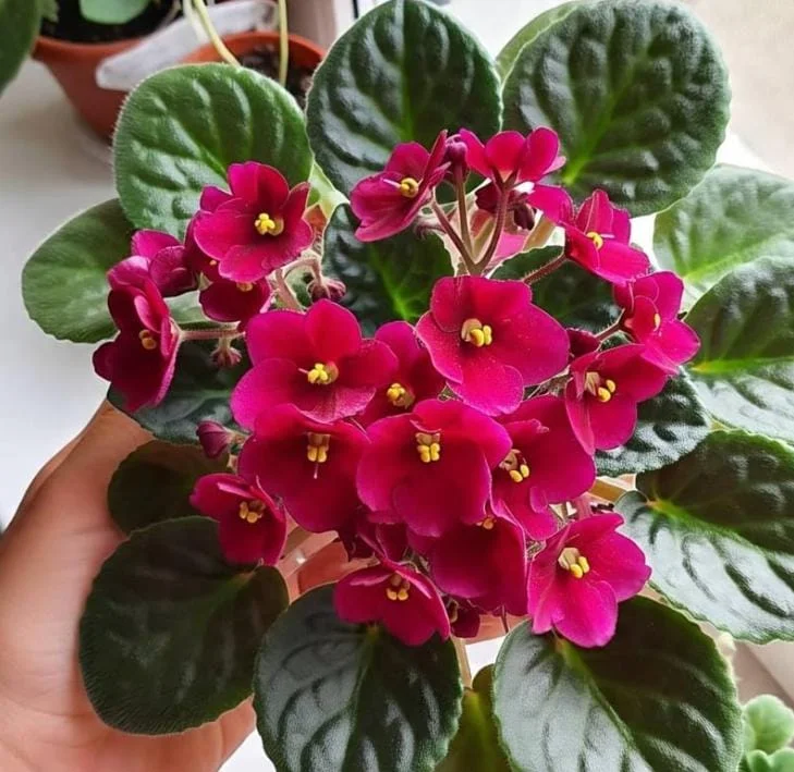 Red African Violet Live Plant – 3-5 Inch Tall Potted Houseplant, Blooming Indoor Red African Violet Live Plant – 3-5 Inch Tall Potted Houseplant, Blooming Indoor - Image 1