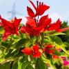 Red Bougainvillea Live Plant Starter - 2-Pack, 4-6" Tall, Drought Tolerant Outdoor - Image 1