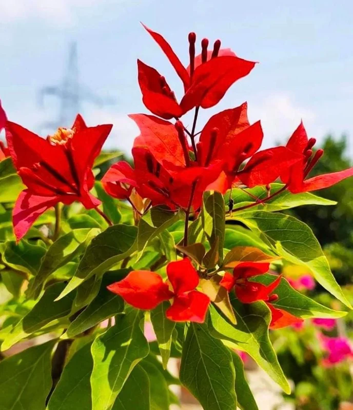 Home Red Bougainvillea Live Plant Starter - 2-Pack, 4-6" Tall, Drought Tolerant Outdoor - Image 1