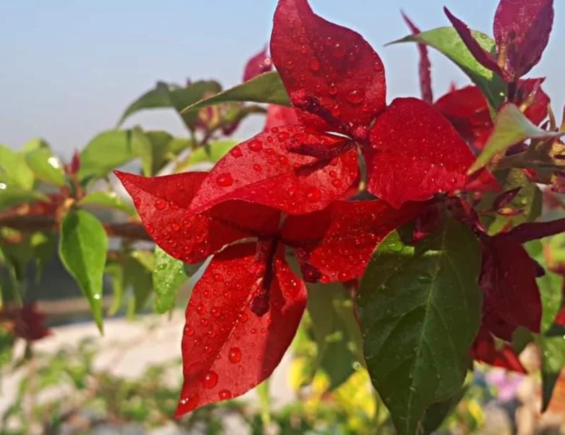Red Bougainvillea Live Plant Starter - 2-Pack, 4-6" Tall, Drought Tolerant Outdoor - Image 2