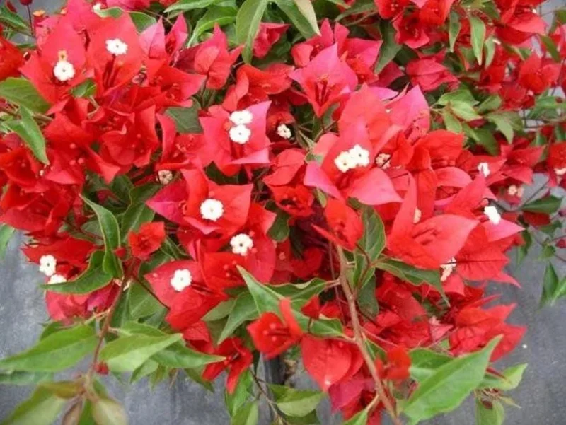 Red Bougainvillea Live Plant Starter - 2-Pack, 4-6" Tall, Drought Tolerant Outdoor Red Bougainvillea Live Plant Starter - 2-Pack, 4-6" Tall, Drought Tolerant Outdoor - Image 3